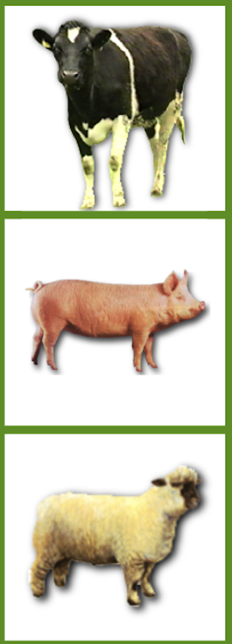 Animal Welfare Officer Course, 23rd & 24th June 2026